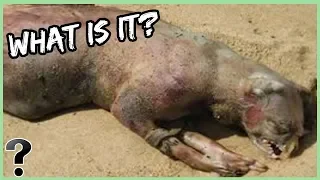 What If The Montauk Monster Was Real?