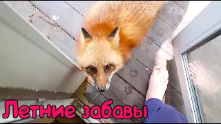 Ли Сяо / Alice the Fox Лиса Алиса (Лиса ждет у двери, приглашает поиграть)