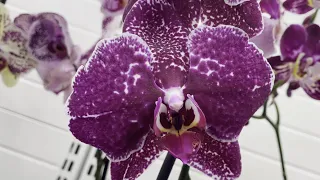 Прекрасные орхидеи в магазине Цветы для Вас!
