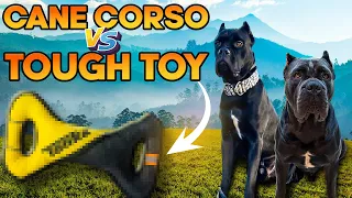 Here’s Why I Can’t Buy Toys For My Cane Corsos | A Day In The Life of The Corso Bros