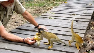Peruvian Squirrel Monkeys around JunglePro Eco-lodge, Amazon Rainforest, Peru