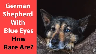 German Shepherd With Blue Eyes: How Rare Are?