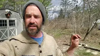 Permaculture Tree Management - Opening light and succession direction