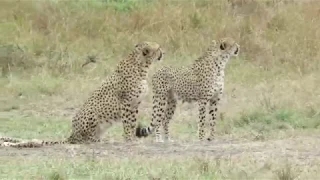 Cheetah Masai Mara 2018 July