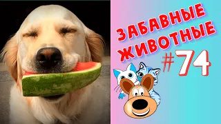 Приколы с Животными #74 / Смешные Животные 2020 / Приколы / Приколы про Животных / Лучшие Приколы