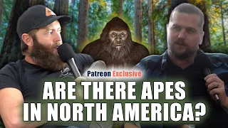 Are There Apes In North America?