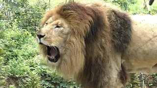 百獣の王・ライオンが吠える💗ガオウ(♂)とルナ(♀)【天王寺動物園】