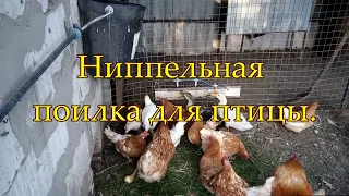 Ниппельные поилки для птицы