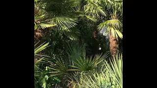 Cold hardy palms in zone 7 garden, autumn 2021