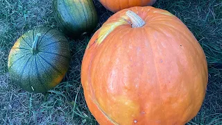 Big pumpkins