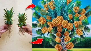 How to grow pineapple at home, fast and easy to get the most amazing fruit