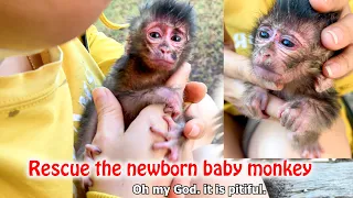 Help the poor monkey who has been abused and abused. BILI baby monkey adoption story 100 days ago