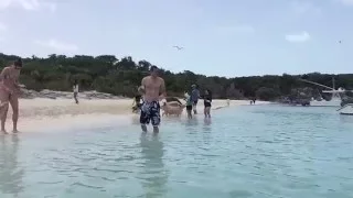 The famous swimming pigs of Exuma, Bahamas