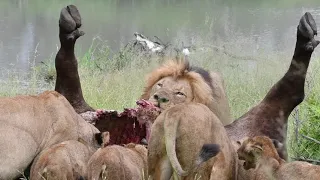 Male Lion Pulls buffalo carcass by himself | Red Road Male