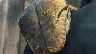 World's Longest Snake Guiness Book Record - Medusa