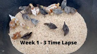 Chicks Growing Time Lapse Week 1 - 3