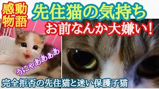 #子猫保護 #猫 #先住猫【先住猫の気持ち】子猫緊急保護☆■感動！■完全受け入れ拒否の先住猫！少しずつ心を開き保護子猫と家族になるまで…