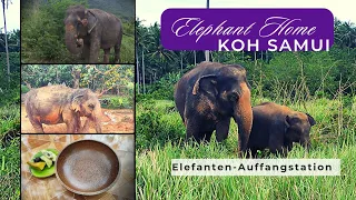 Koh Samui Elephant Home - Ausflugstipp👍- Elefanten-Auffangstation | Elephant Sanctuary Thailand 🐘