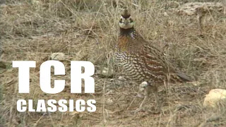 Saving the Bob White Quail (Texas Country Reporter)