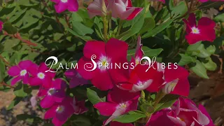 Palm Springs Vibes #45 // Tracks by Richard Earnshaw, Sebb Junior, Jimpster // April 2024