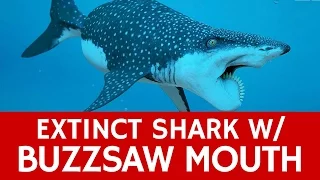 Prehistoric Shark Monster with Buzzsaw Mouth – Shocking Facts about Helicoprion