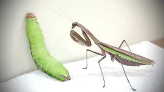 Praying Mantis VS GIANT Green Caterpillar - Celebration Of 800 Subscribers