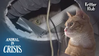 Secret Of A Cat Hiding Inside The Restaurant Ceiling l Animal in Crisis Ep 340