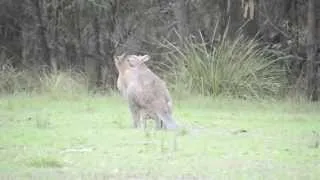 Australian wildlife: Red-necked wallabies courting