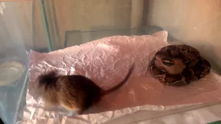 Императорский удав кормление ( boa constrictor imperator eats )