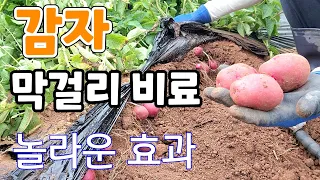 감자꽃 필때 막걸리 비료!  놀라운 효과 폭풍성장