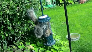 Squirrel Tries To Get Bird Seed From Jacobi Jayne SB 1057 Squirrel Proof Bird Feeder unsuccessfully