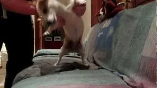 ♪ Dog Dances To Screw the Nether (Moves Like Jagger Parody)