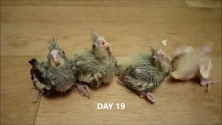 Grow cockatiel chicks