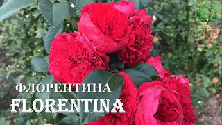Флорентина / Florentina -удивительная плетистая роза. Питомник 🌹 и 🌲 Е. Иващенко