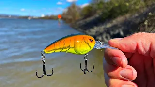 Crankin' Tennessee River Smallmouth