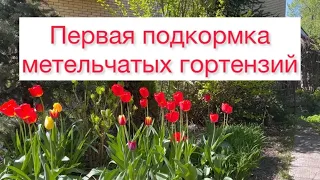 Первая подкормка метельчатых гортензий 🌺