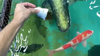 HAND FEEDING Aquarium Attacked For Food!!