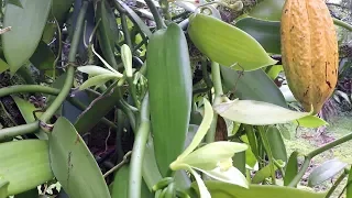 Pollinating Vanilla Bean Orchid