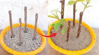 Unique method to grow guava plant by cutting|propagation of guava plant by cutting