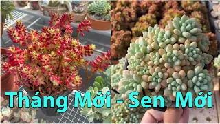 Tháng mới có sen gì hot | succulent Gia Nghia