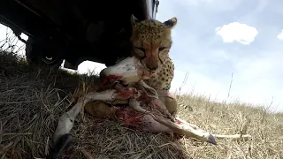 Cheetah Kill Right Under Our Car