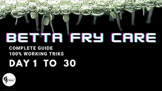 Betta Fry Care (COMPLETE GUIDE)