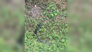 2 king cobra, nakita sa kalsada sa Davao de Oro