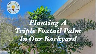 Planting a Foxtail Palm Tree in our Backyard Florida Garden. #gardening #zone9b #floridagardening