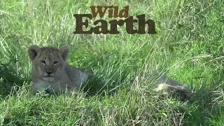 WildEarth - Sunset - 28 September 2020