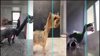 😜Time Warp Scan TikTok Compilation,🐶 DOGS &🐱CATS 02