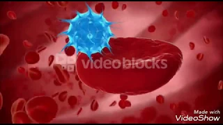 | SD video bloks |   3D blood cells