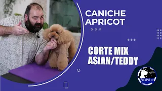 PELUQUERÍA CANINA corte mixto asiático/teddy para caniche apricot con Roberto García