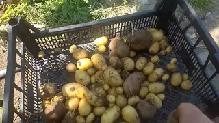 PATATES HASADİ İLK DENEME GÜZEL BAŞARI. 🥔