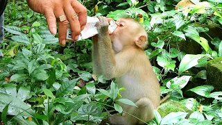 Full With Fresh Milk Of Poor Abandoned Baby Monkey Bruno